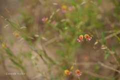 Alysicarpus bupleurifolius